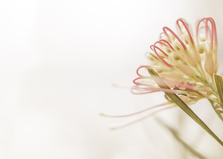 Stanfill Funeral Home & Cremation in Lexington, TN